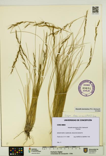 Nassella laevissima [Espécimen: UDEC:CONC:0069604]