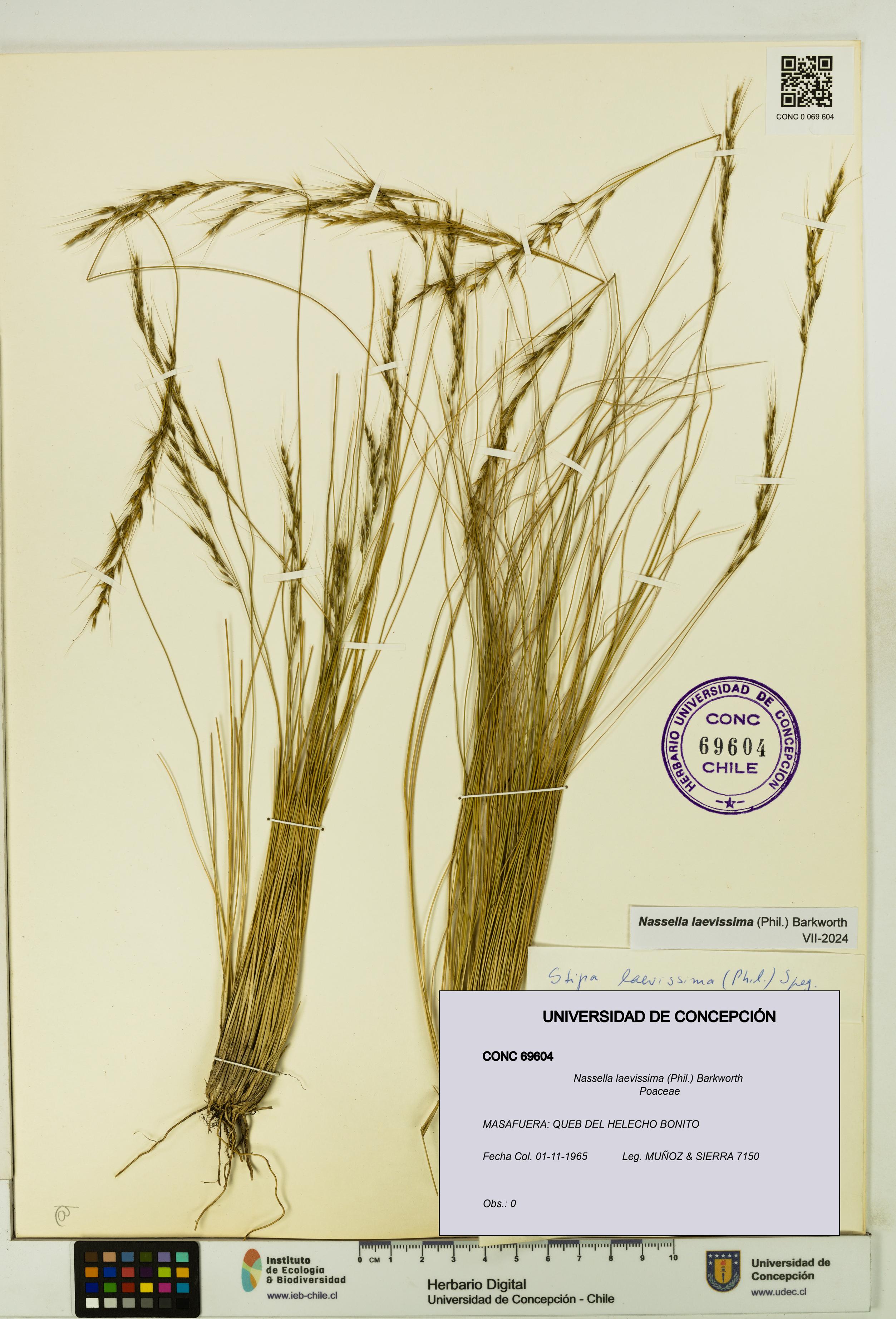Nassella laevissima [Espécimen: UDEC:CONC:0069604]
