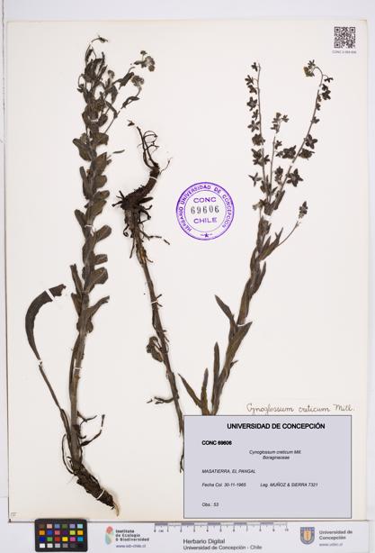 Cynoglossum creticum [Espécimen: ]