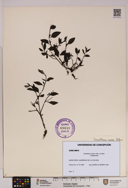 Oenothera rosea [Espécimen: UDEC:CONC:0069610]