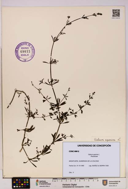 Galium aparine [Espécimen: UDEC:CONC:0069612]