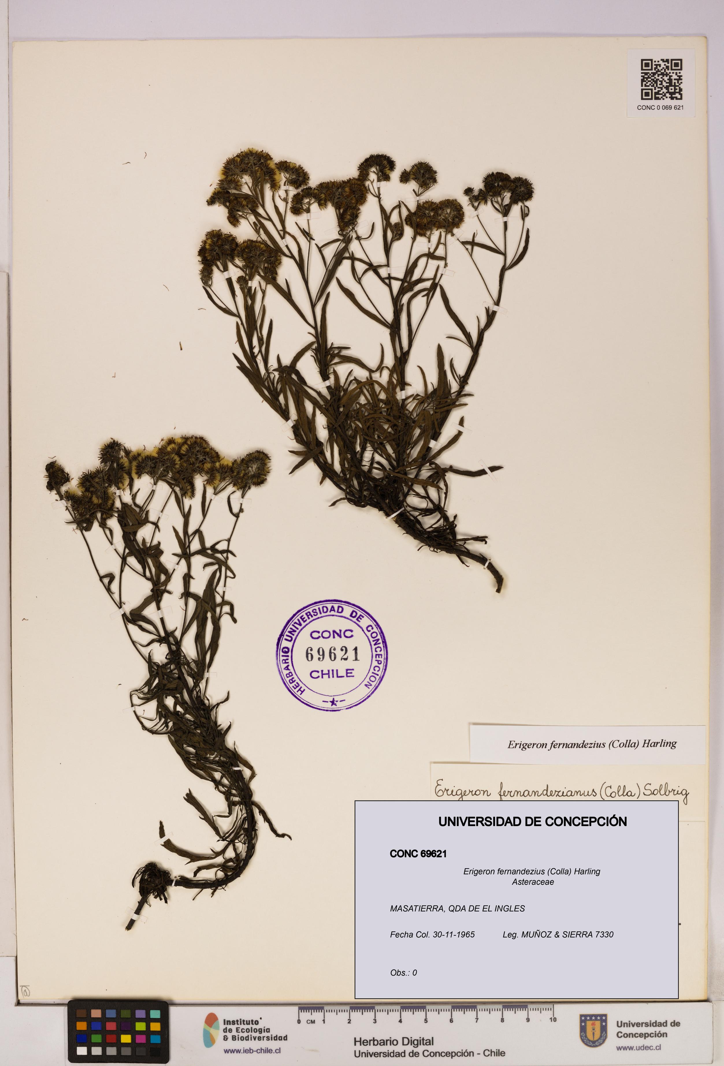 Erigeron fernandezius [Espécimen: UDEC:CONC:0069621]