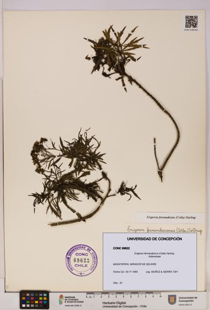 Erigeron fernandezius [Espécimen: UDEC:CONC:0069622]
