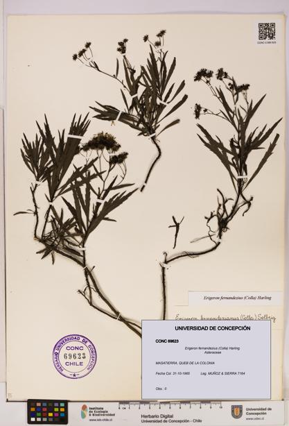 Erigeron fernandezius [Espécimen: UDEC:CONC:0069623]