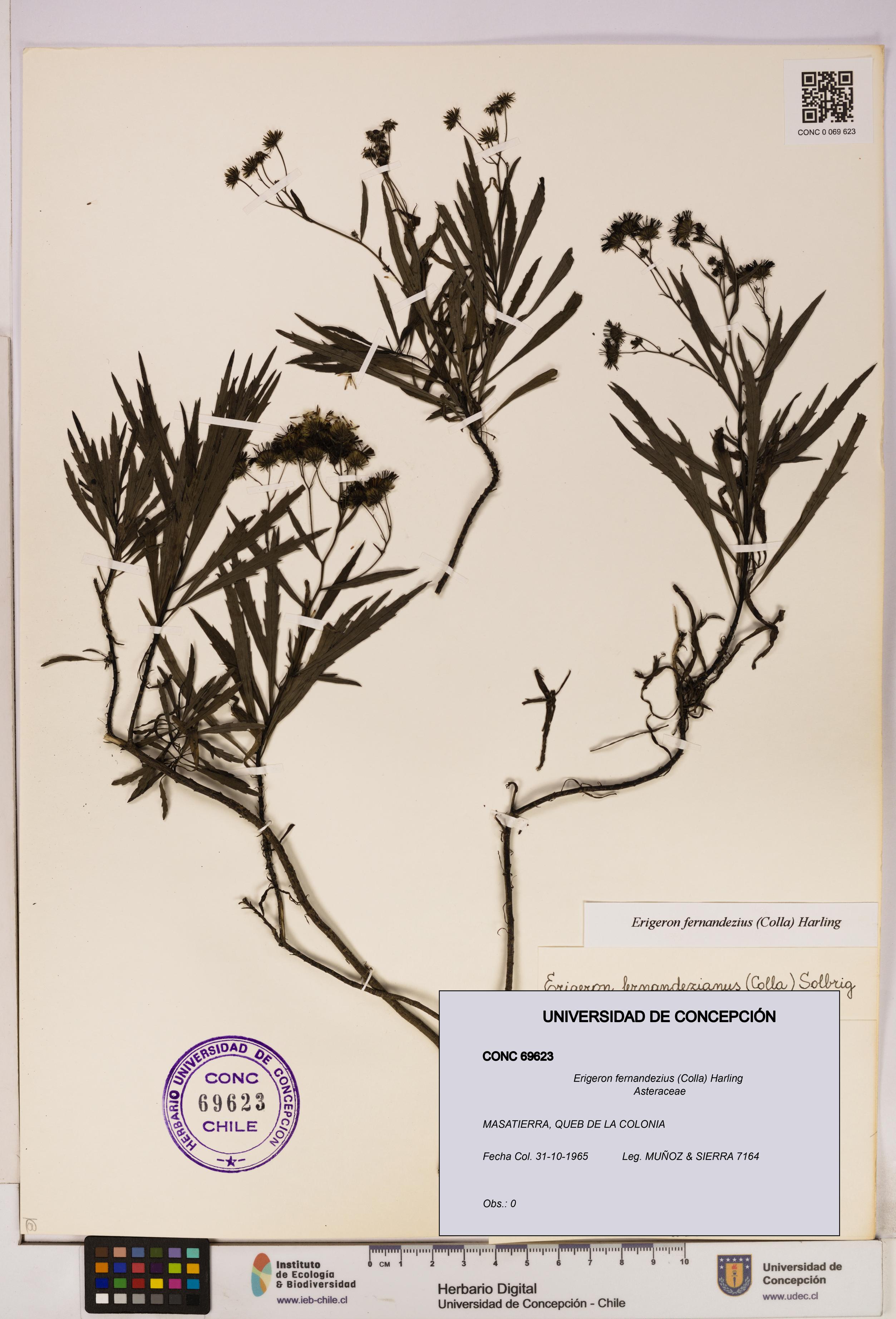 Erigeron fernandezius [Espécimen: UDEC:CONC:0069623]