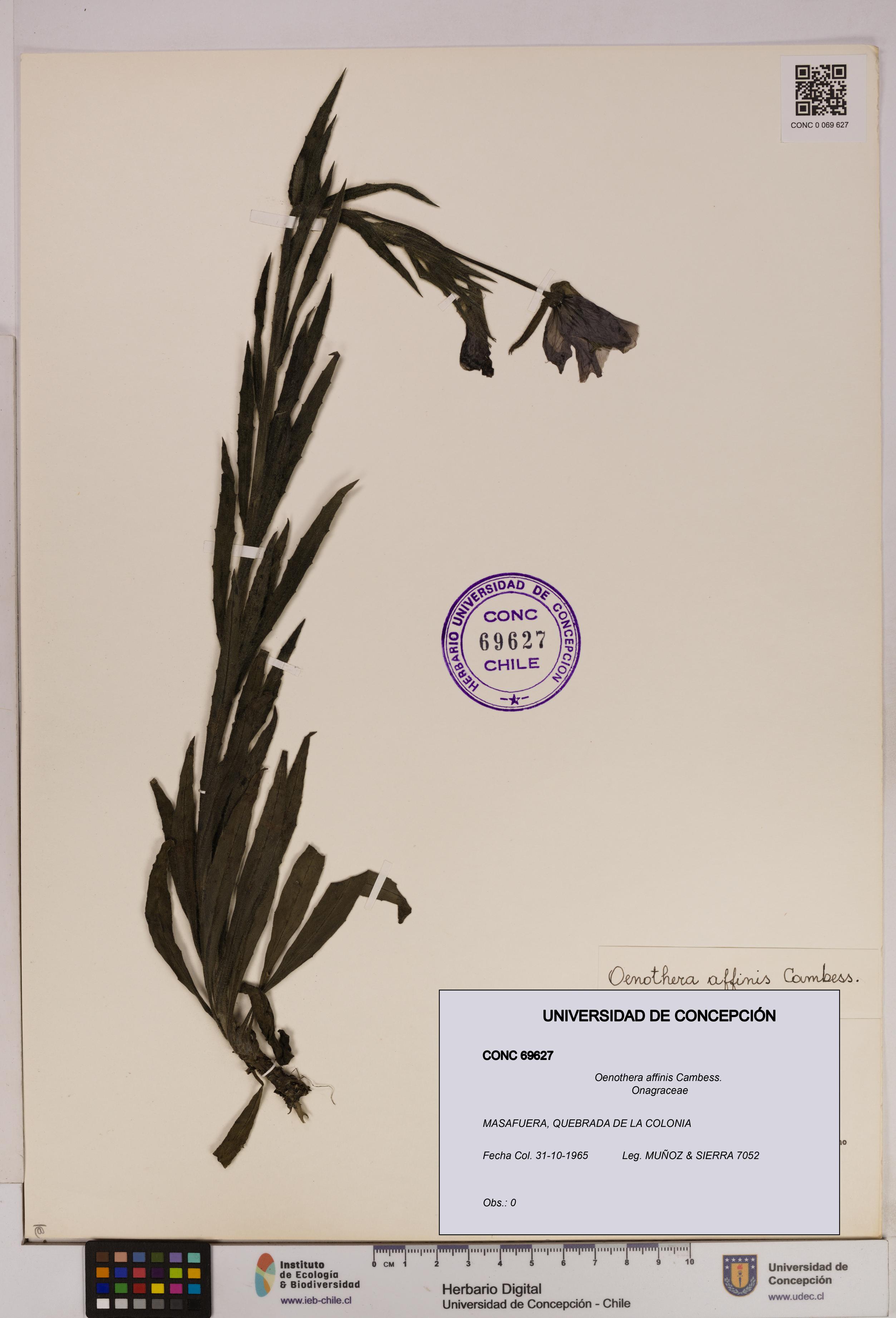 Oenothera affinis [Espécimen: UDEC:CONC:0069627]