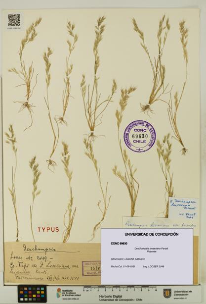 Deschampsia looseriana [Espécimen: UDEC:CONC:0069630]