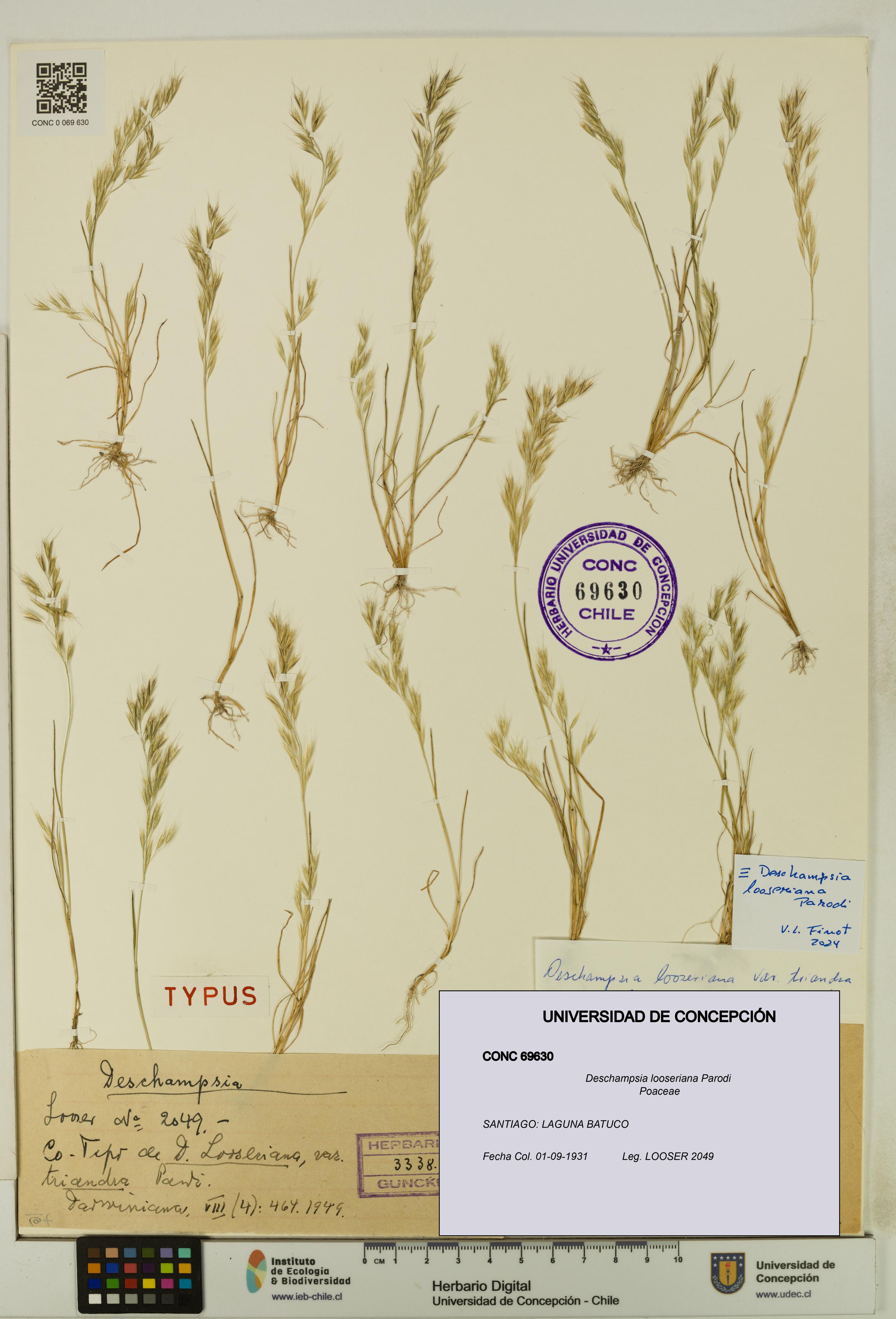 Deschampsia looseriana [Espécimen: UDEC:CONC:0069630]