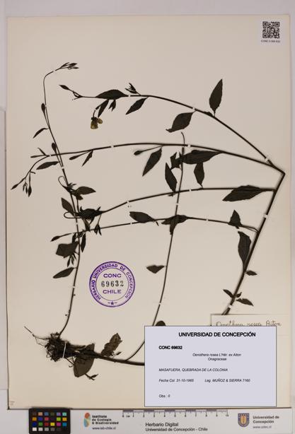 Oenothera rosea [Espécimen: UDEC:CONC:0069632]