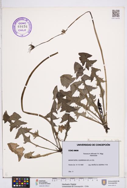 Taraxacum officinale [Espécimen: ]