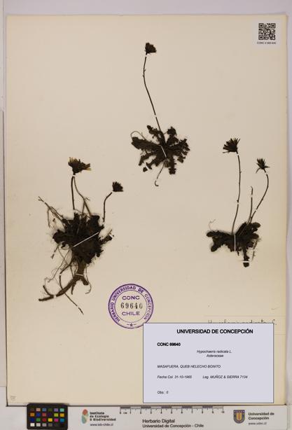Hypochaeris radicata [Espécimen: UDEC:CONC:0069640]