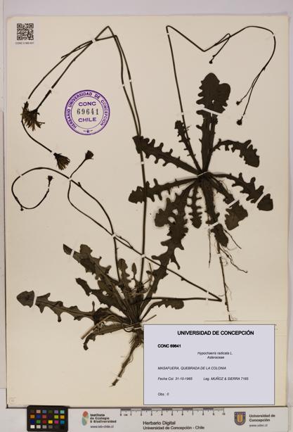 Hypochaeris radicata [Espécimen: UDEC:CONC:0069641]