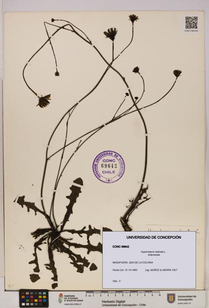 Hypochaeris radicata [Espécimen: UDEC:CONC:0069642]