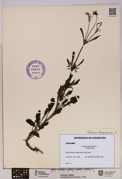 Scabiosa atropurpurea [Espécimen: UDEC:CONC:0069647]