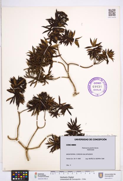 Robinsonia gracilis [Espécimen: ]