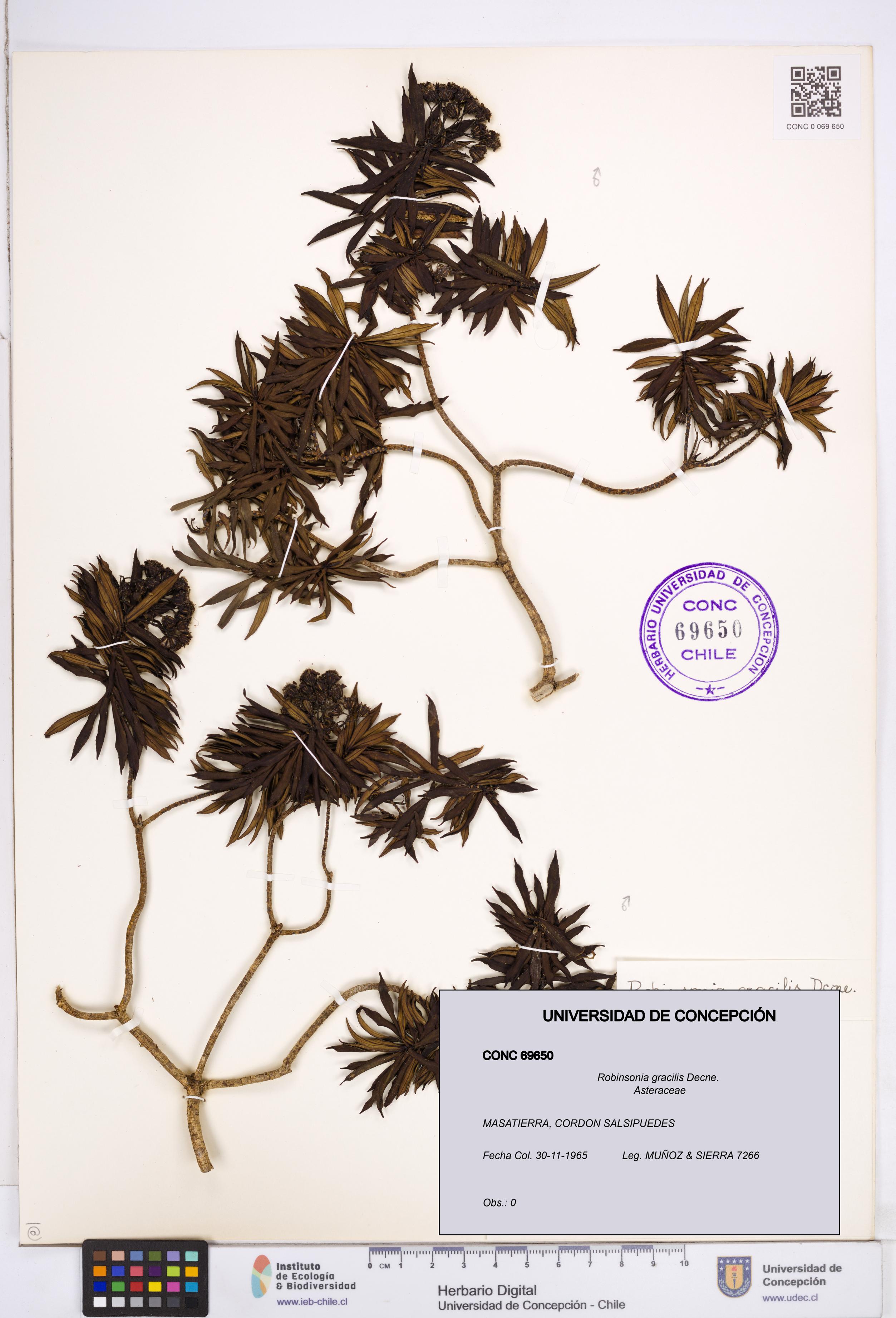 Robinsonia gracilis [Espécimen: ]