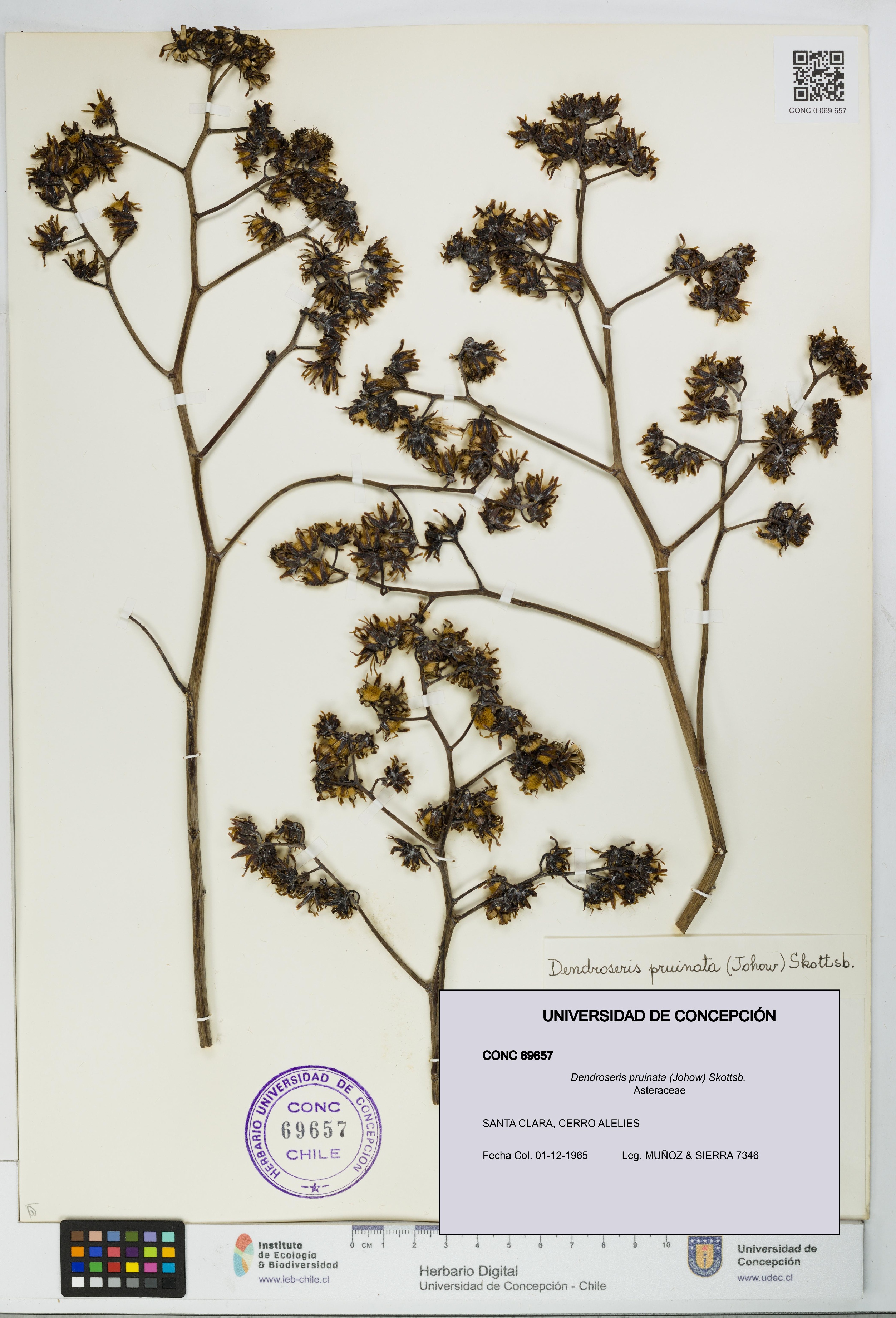 Dendroseris pruinata [Espécimen: UDEC:CONC:0069657]