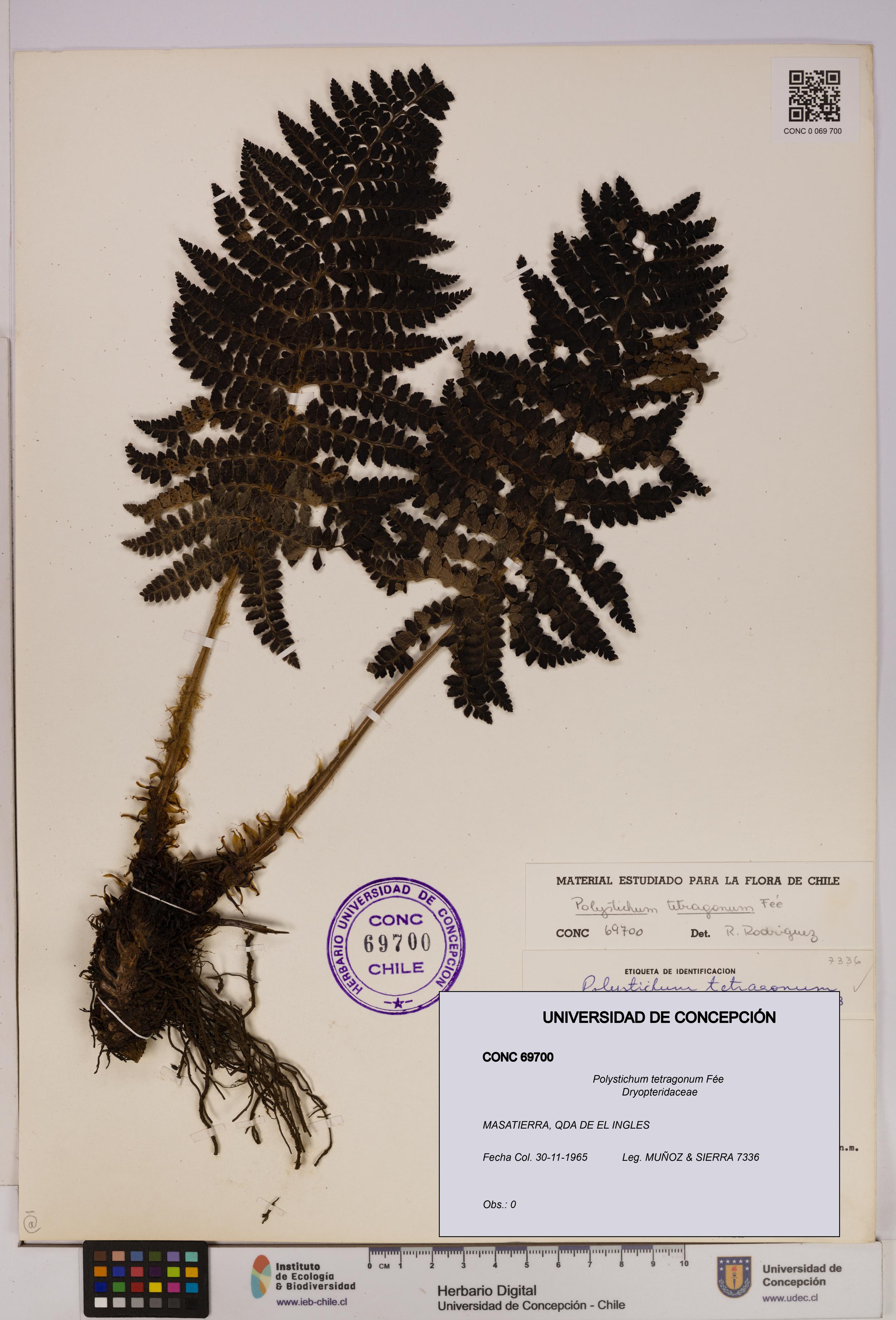 Polystichum tetragonum [Espécimen: UDEC:CONC:0069700]