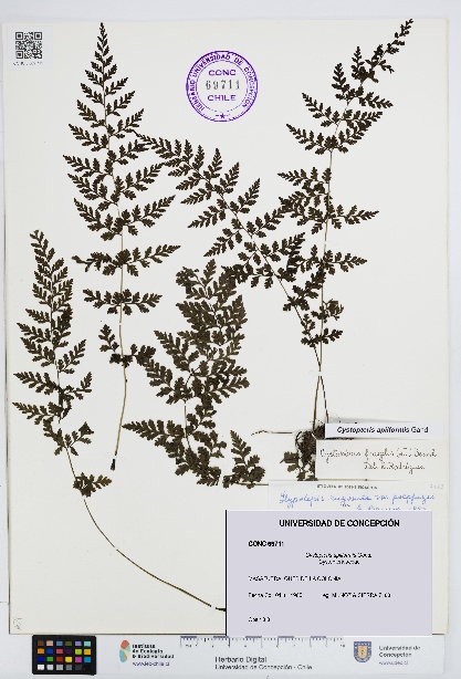 Cystopteris apiiformis [Espécimen: UDEC:CONC:0069711]