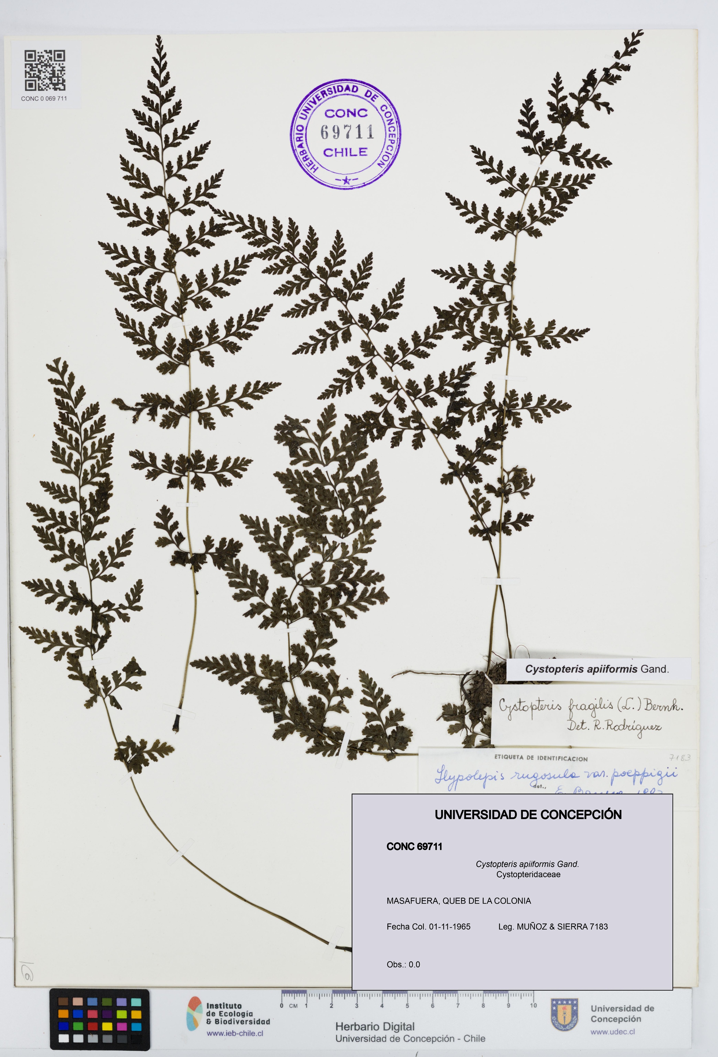 Cystopteris apiiformis [Espécimen: UDEC:CONC:0069711]
