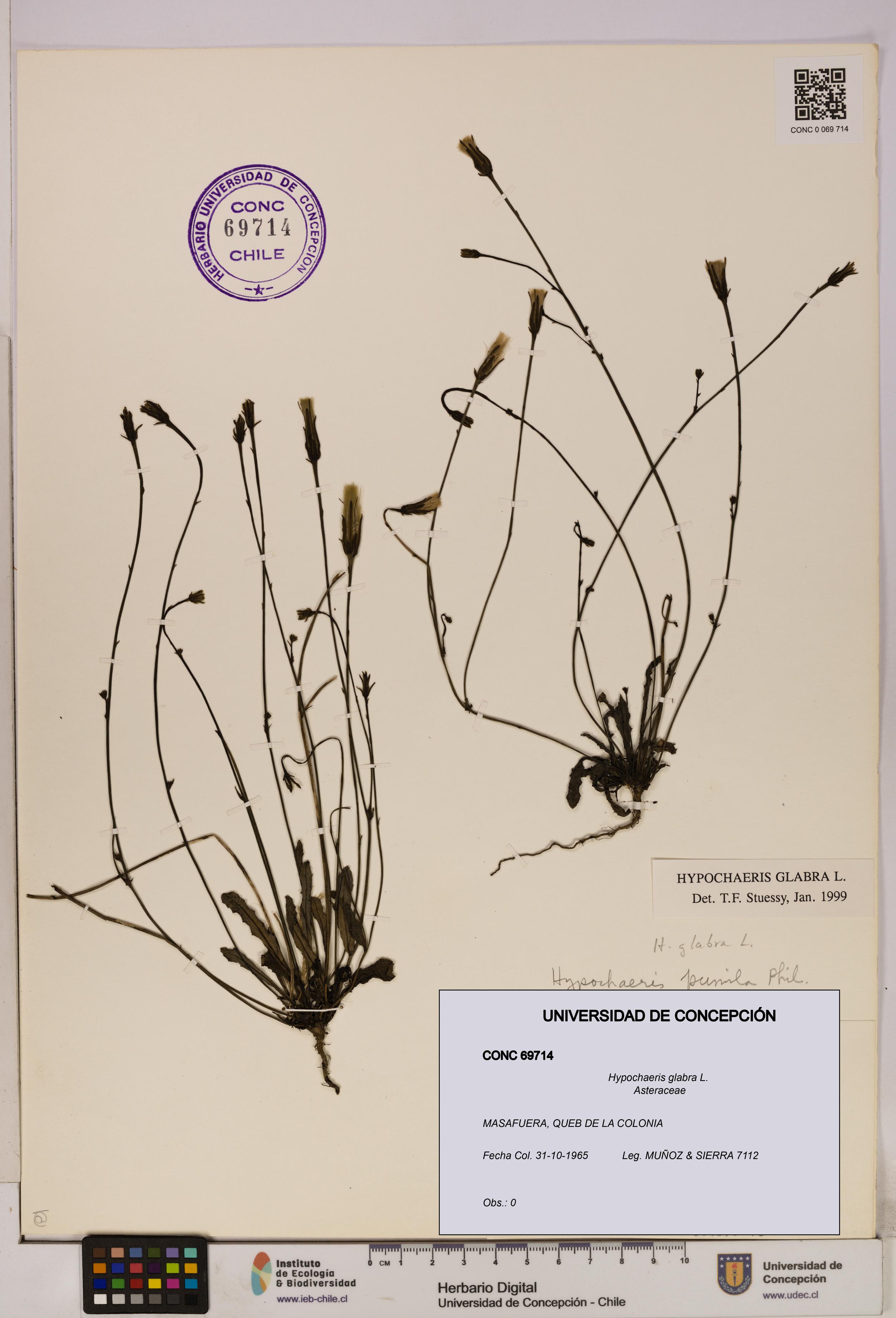 Hypochaeris glabra [Espécimen: UDEC:CONC:0069714]