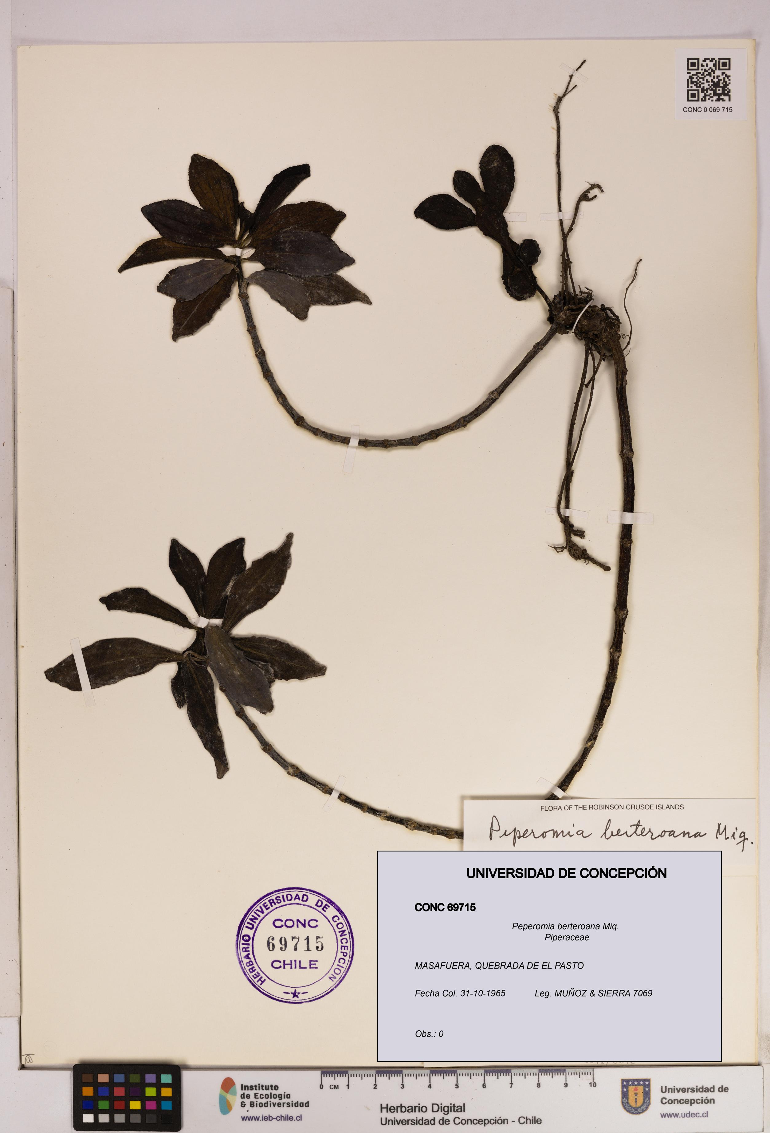 Peperomia berteroana [Espécimen: UDEC:CONC:0069715]