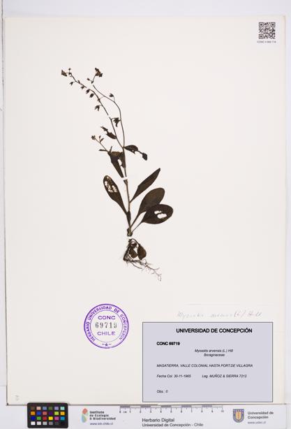 Myosotis arvensis [Espécimen: ]