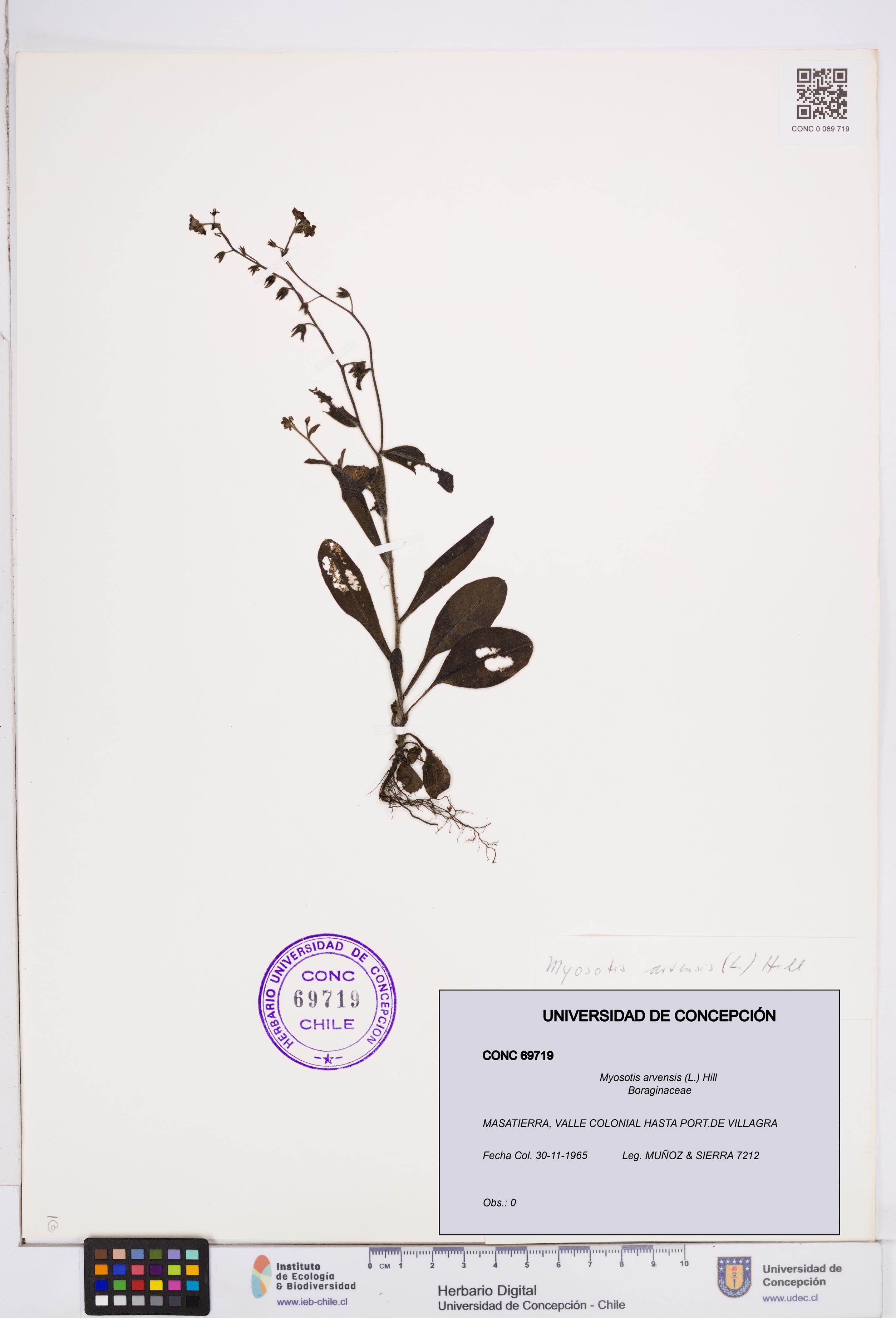 Myosotis arvensis [Espécimen: ]