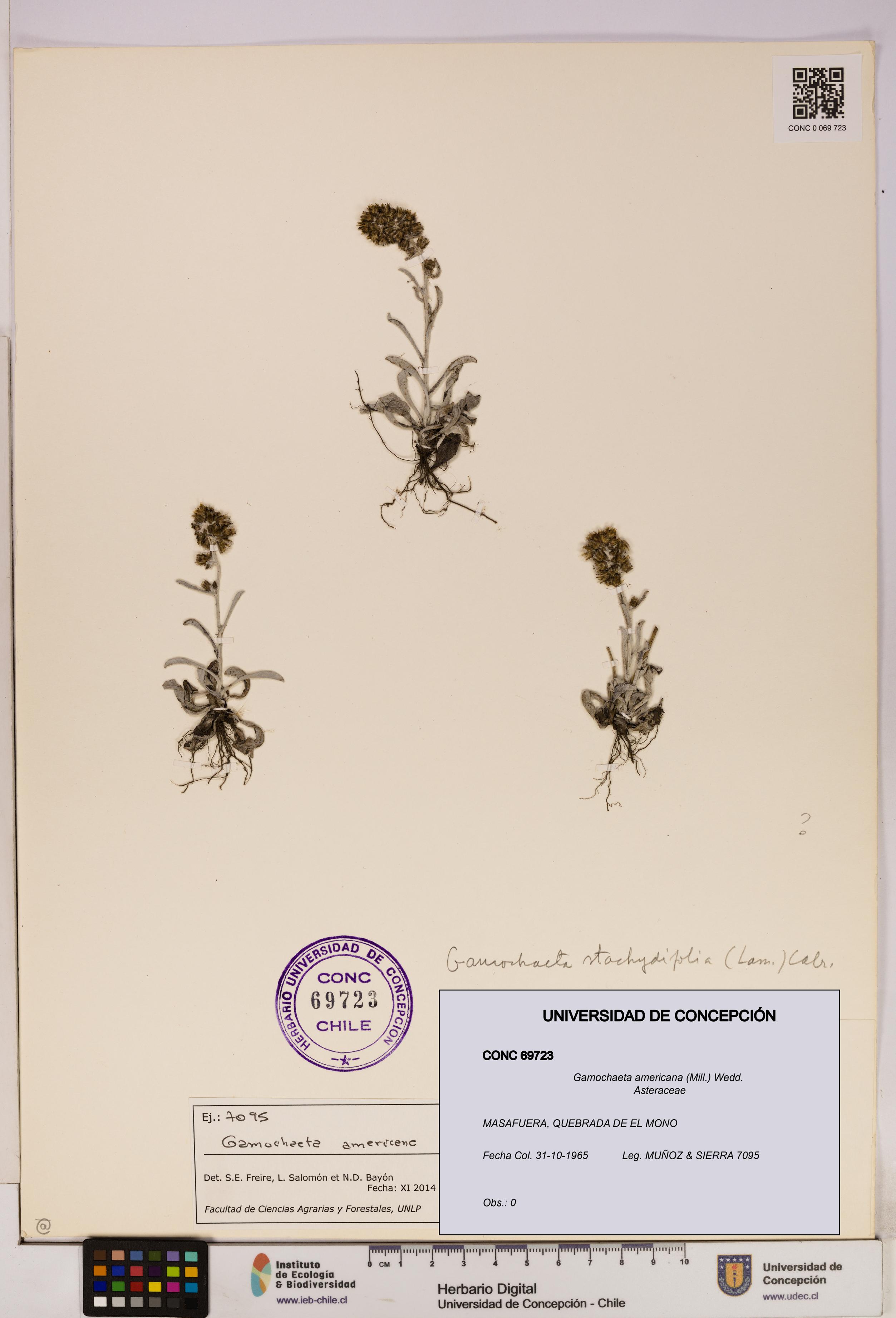 Gamochaeta americana [Espécimen: UDEC:CONC:0069723]