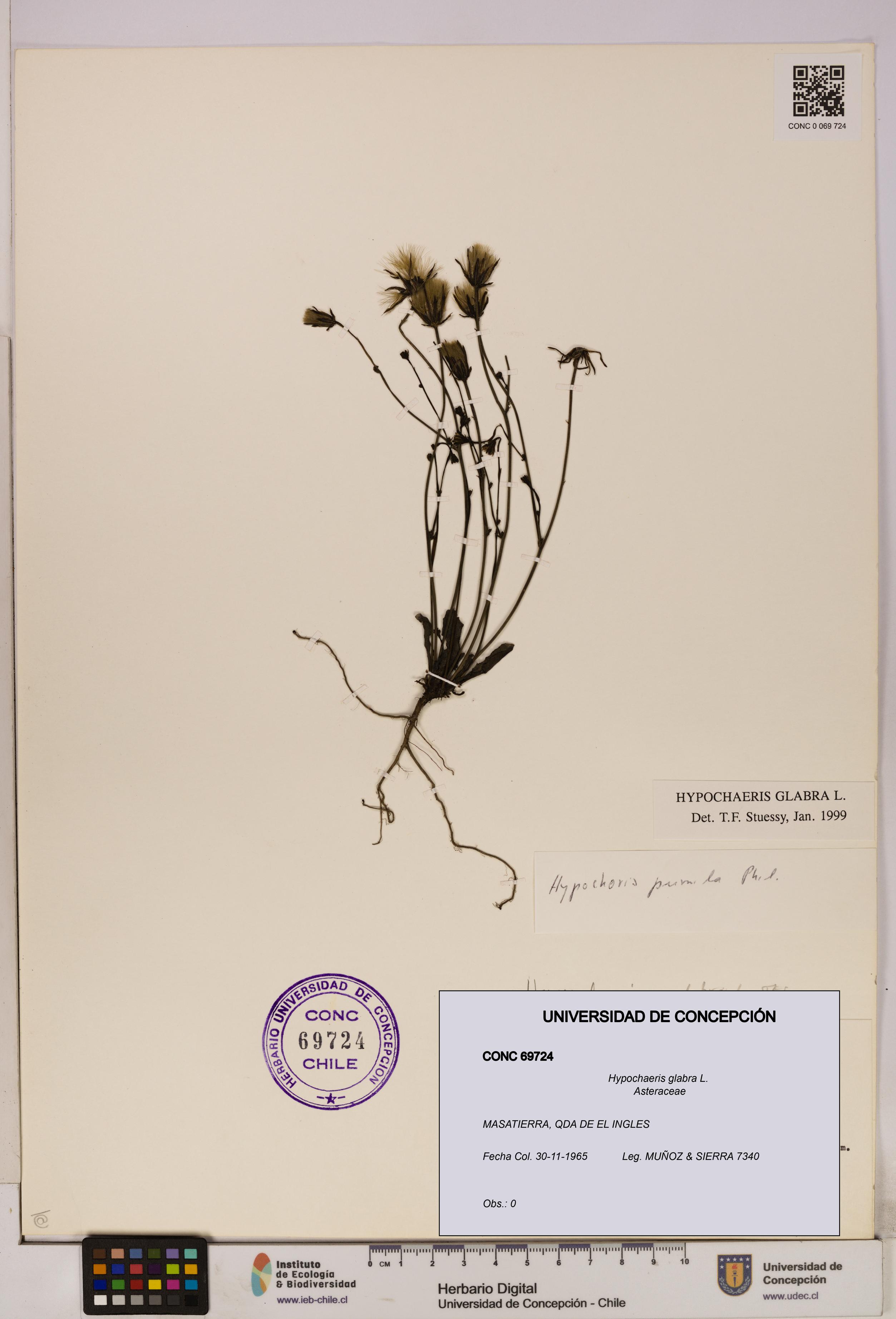 Hypochaeris glabra [Espécimen: UDEC:CONC:0069724]