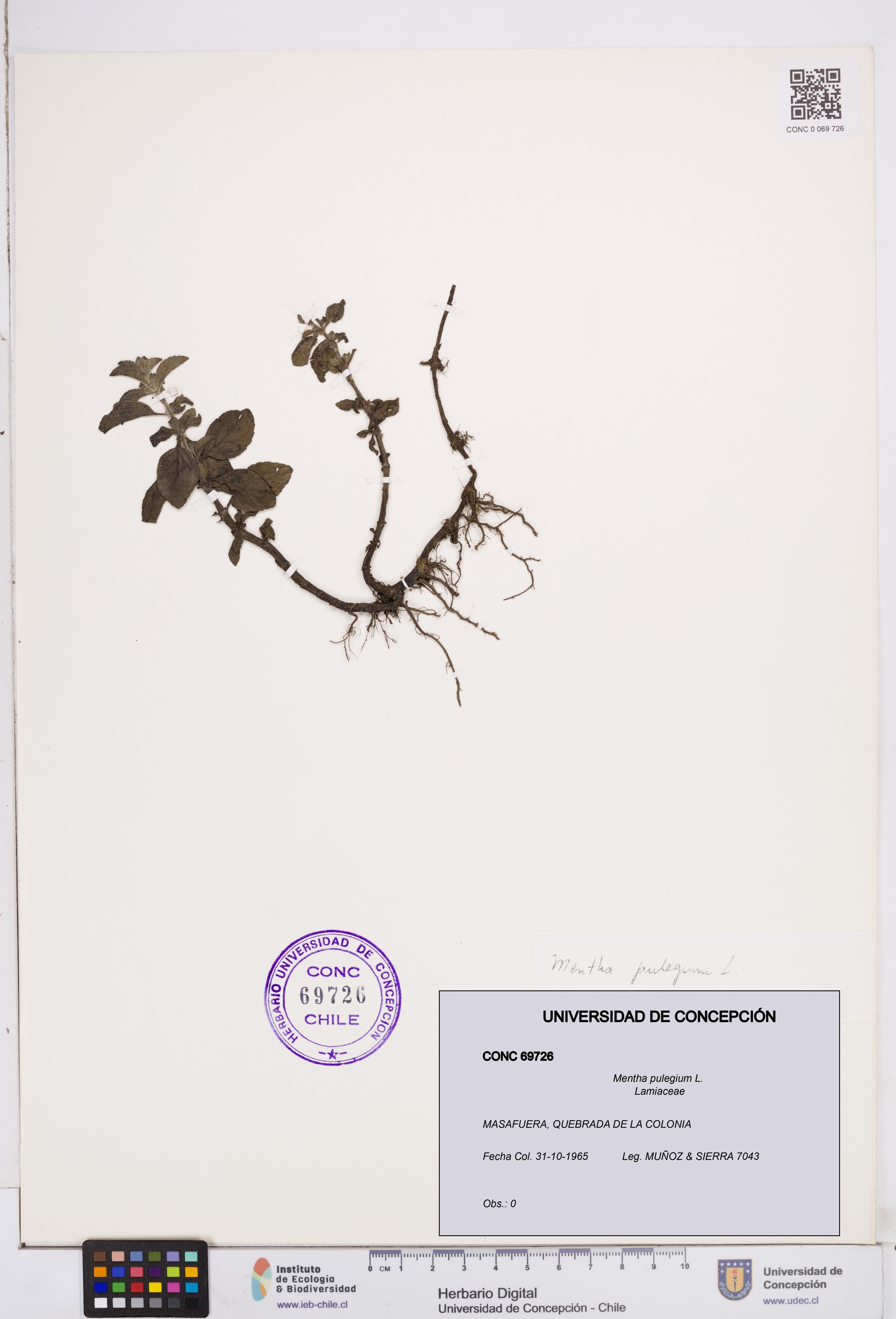 Mentha pulegium [Espécimen: ]