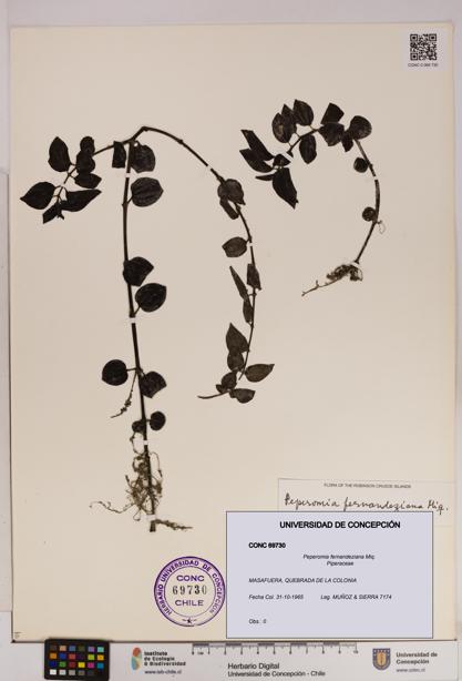 Peperomia fernandeziana [Espécimen: UDEC:CONC:0069730]