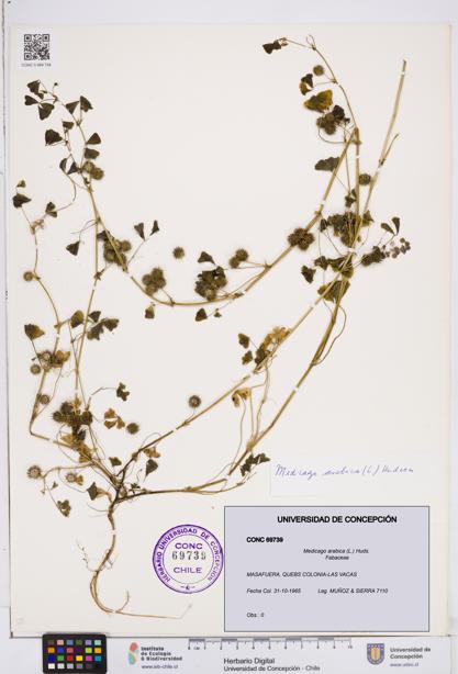 Medicago arabica [Espécimen: ]