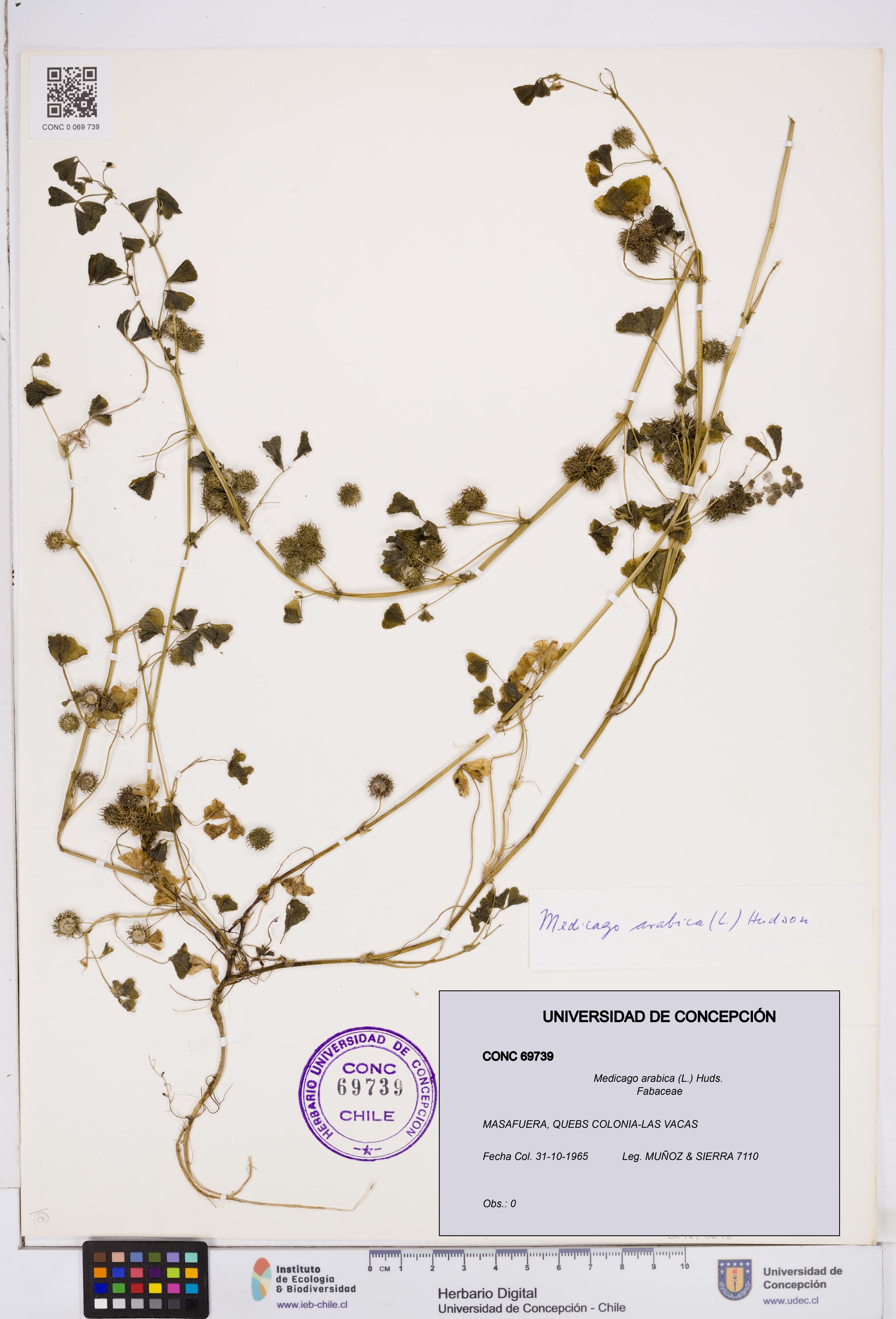 Medicago arabica [Espécimen: ]