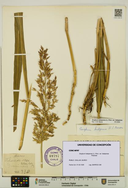 Sorghum halepense var. halepense [Espécimen: UDEC:CONC:0069787]