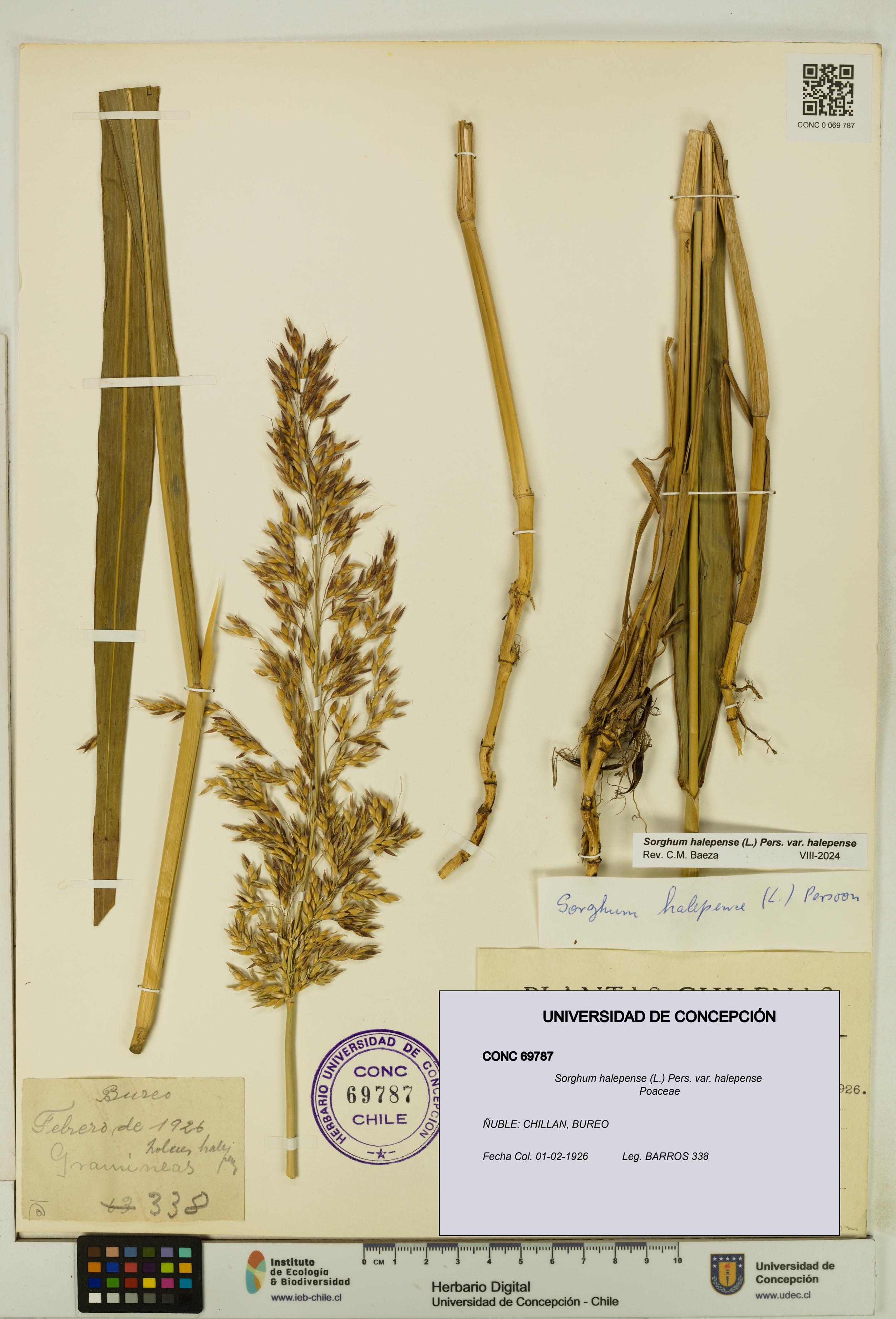 Sorghum halepense var. halepense [Espécimen: UDEC:CONC:0069787]