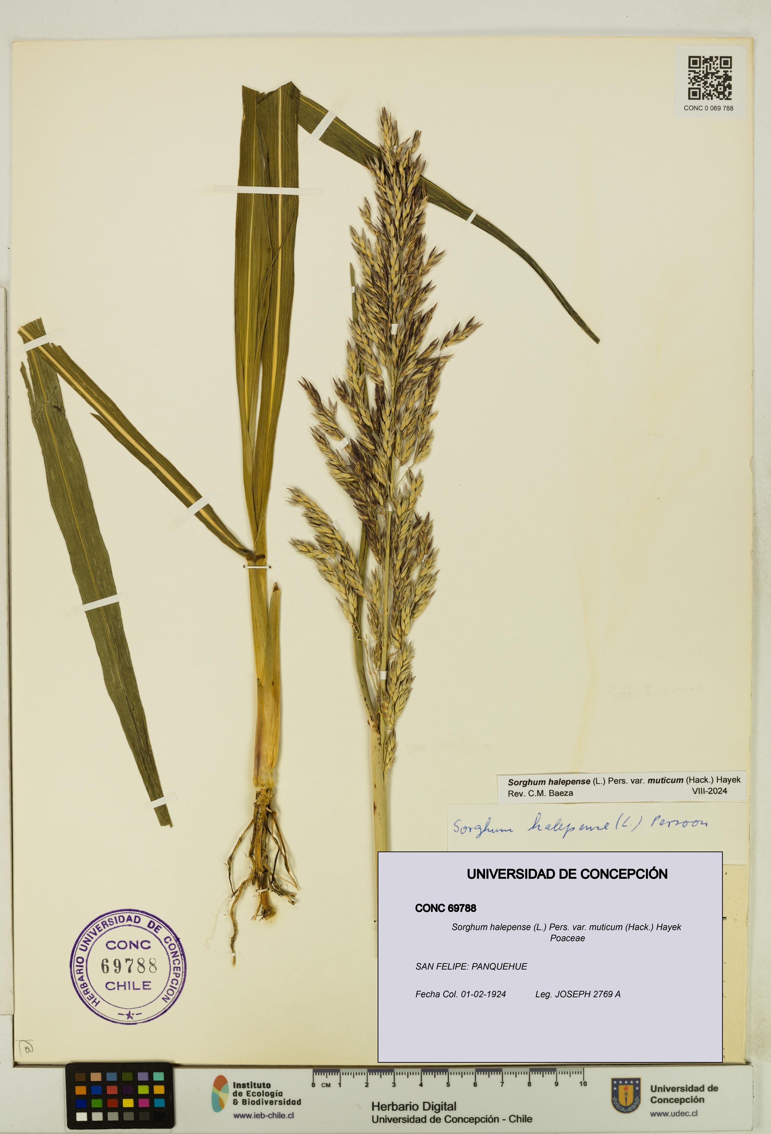 Sorghum halepense var. muticum [Espécimen: UDEC:CONC:0069788]