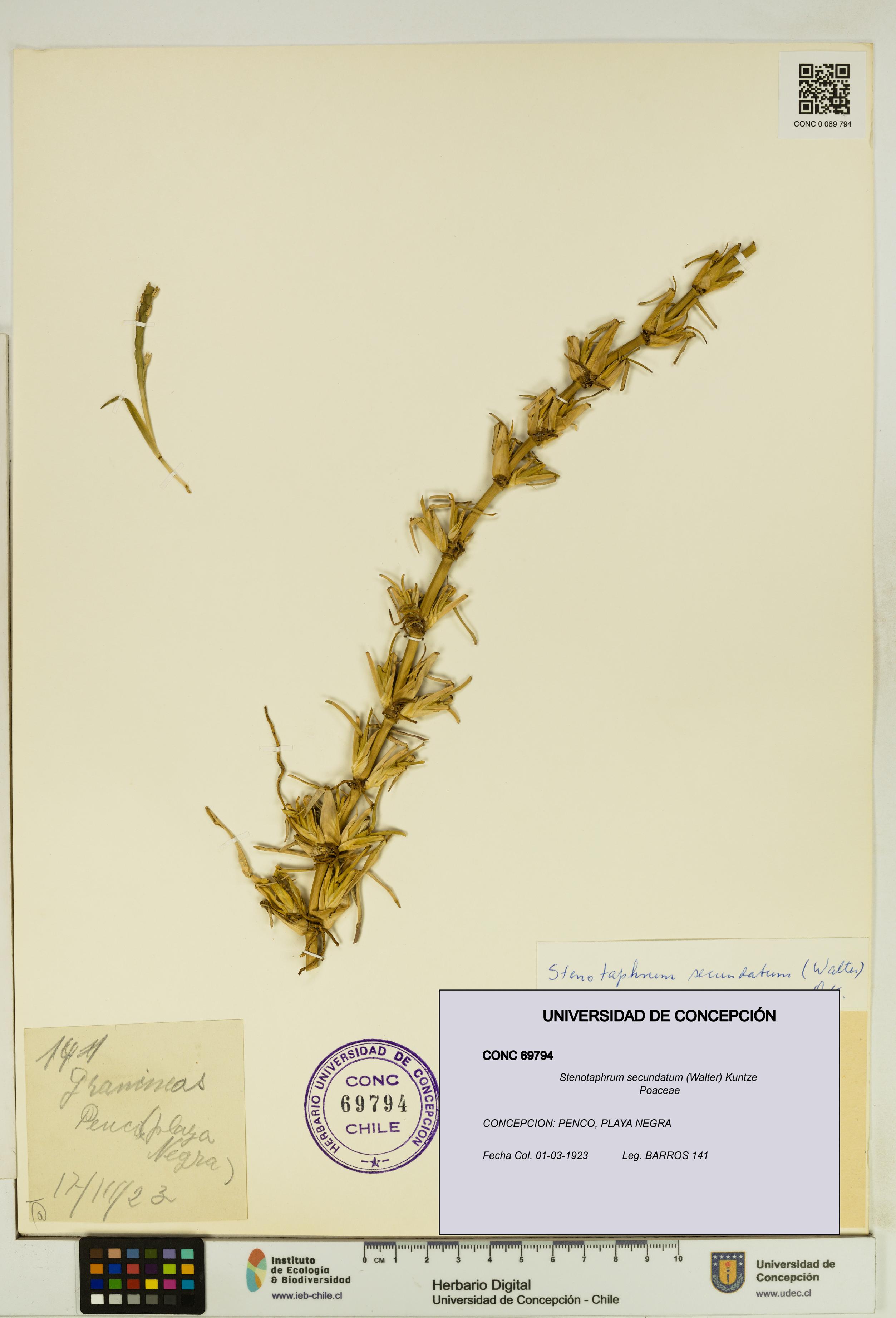 Stenotaphrum secundatum [Espécimen: UDEC:CONC:0069794]