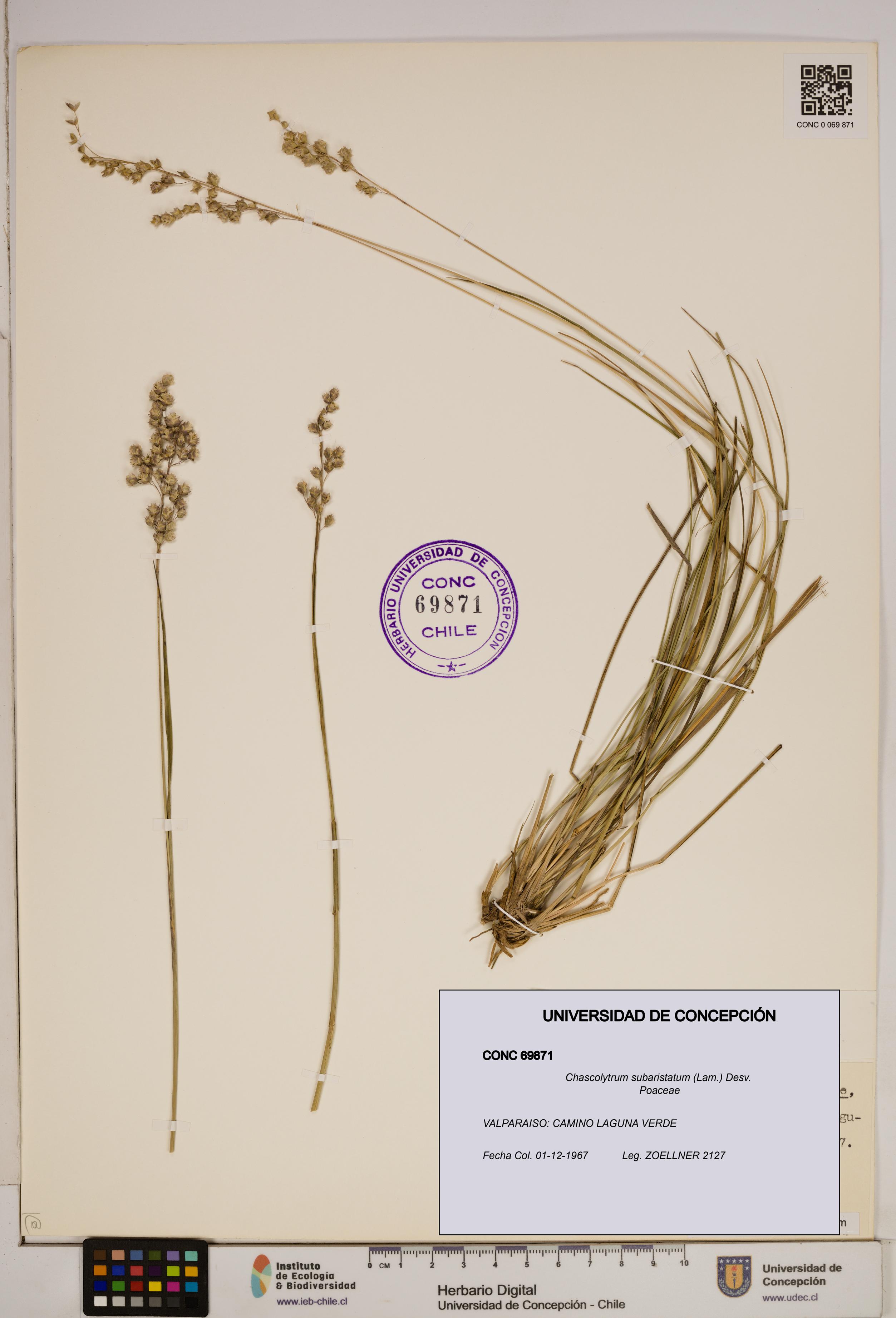 Chascolytrum subaristatum [Espécimen: ]
