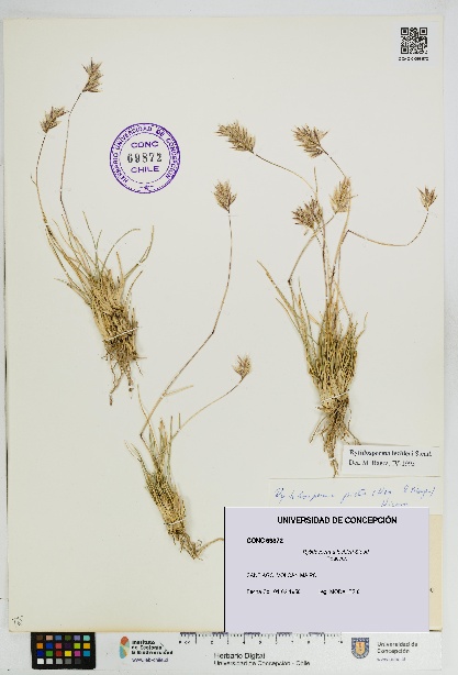 Rytidosperma lechleri [Espécimen: UDEC:CONC:0069872]