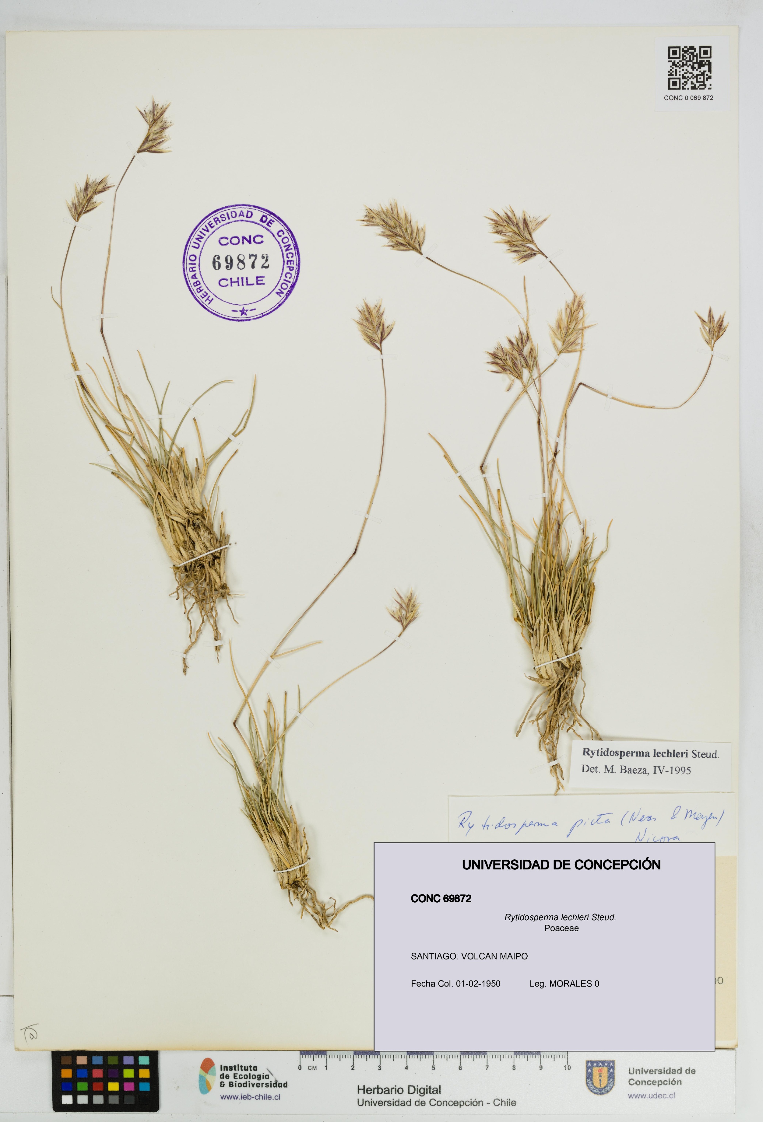 Rytidosperma lechleri [Espécimen: UDEC:CONC:0069872]