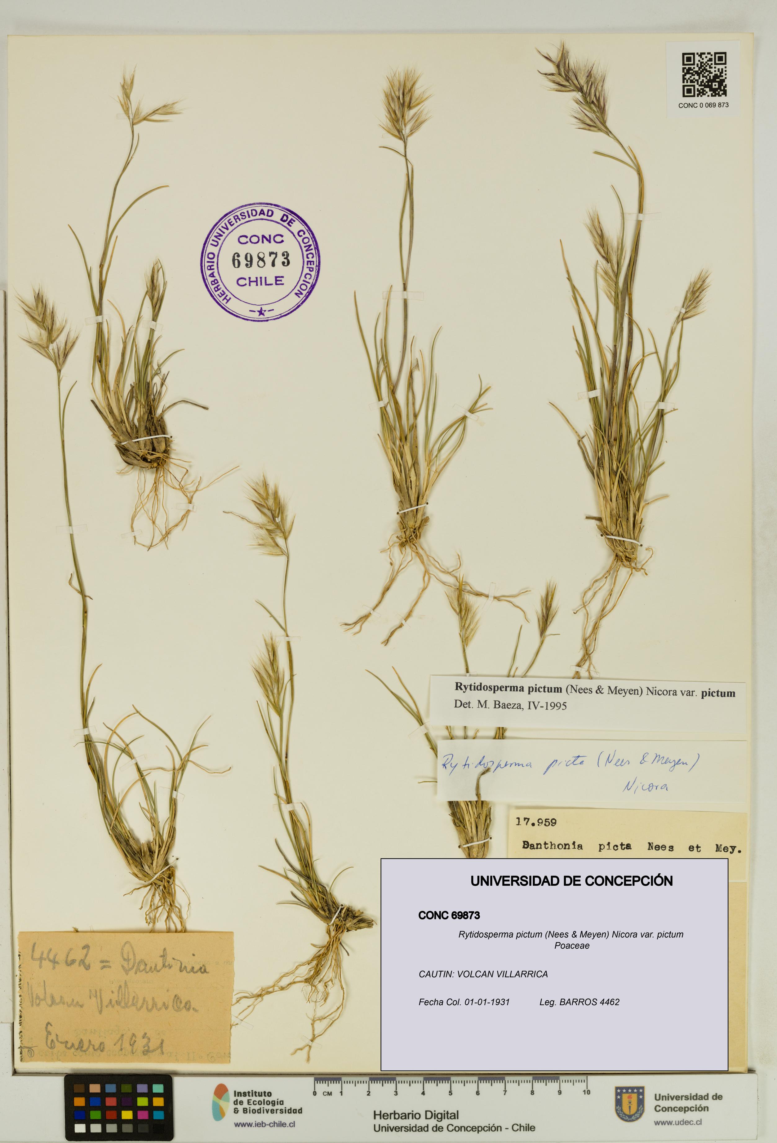 Rytidosperma pictum var. pictum [Espécimen: UDEC:CONC:0069873]