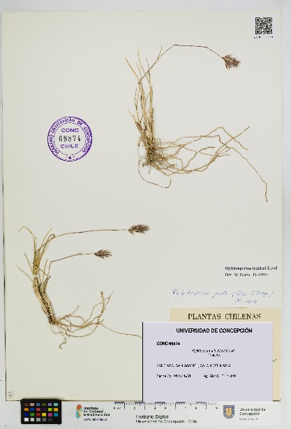 Rytidosperma lechleri [Espécimen: UDEC:CONC:0069874]