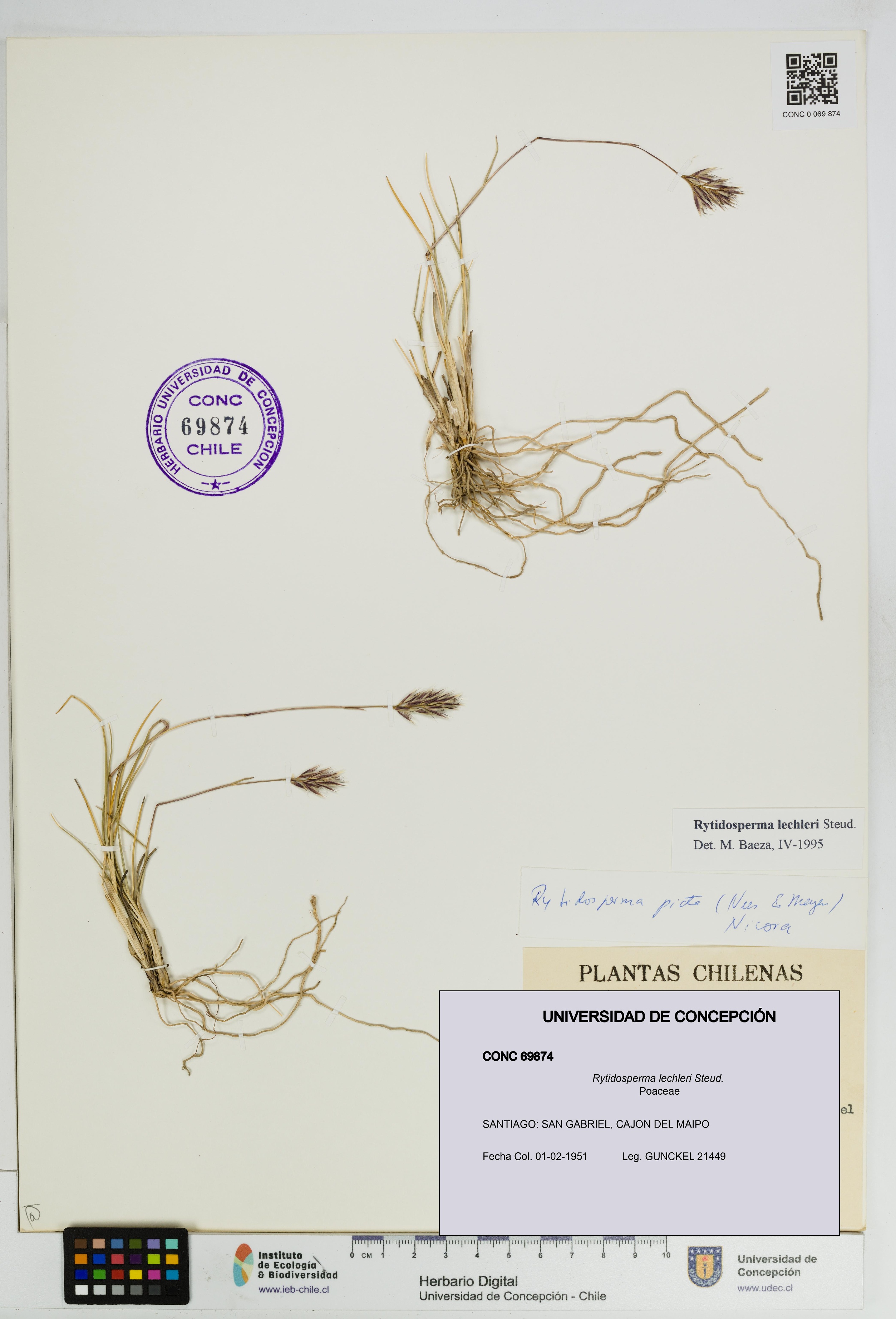 Rytidosperma lechleri [Espécimen: UDEC:CONC:0069874]