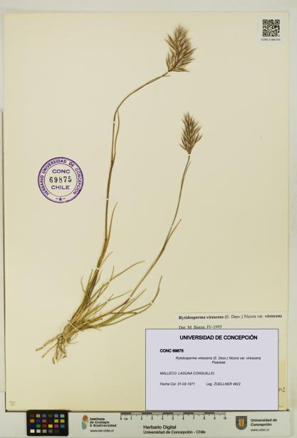 Rytidosperma virescens var. virescens [Espécimen: UDEC:CONC:0069875]