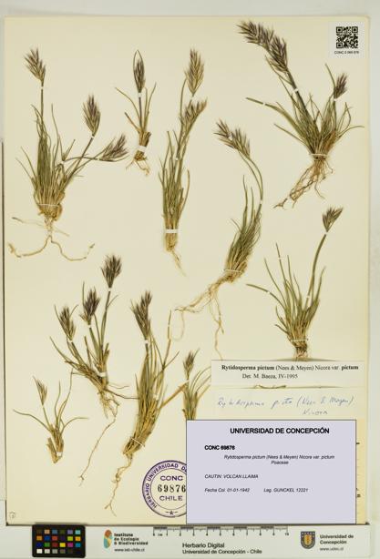 Rytidosperma pictum var. pictum [Espécimen: UDEC:CONC:0069876]