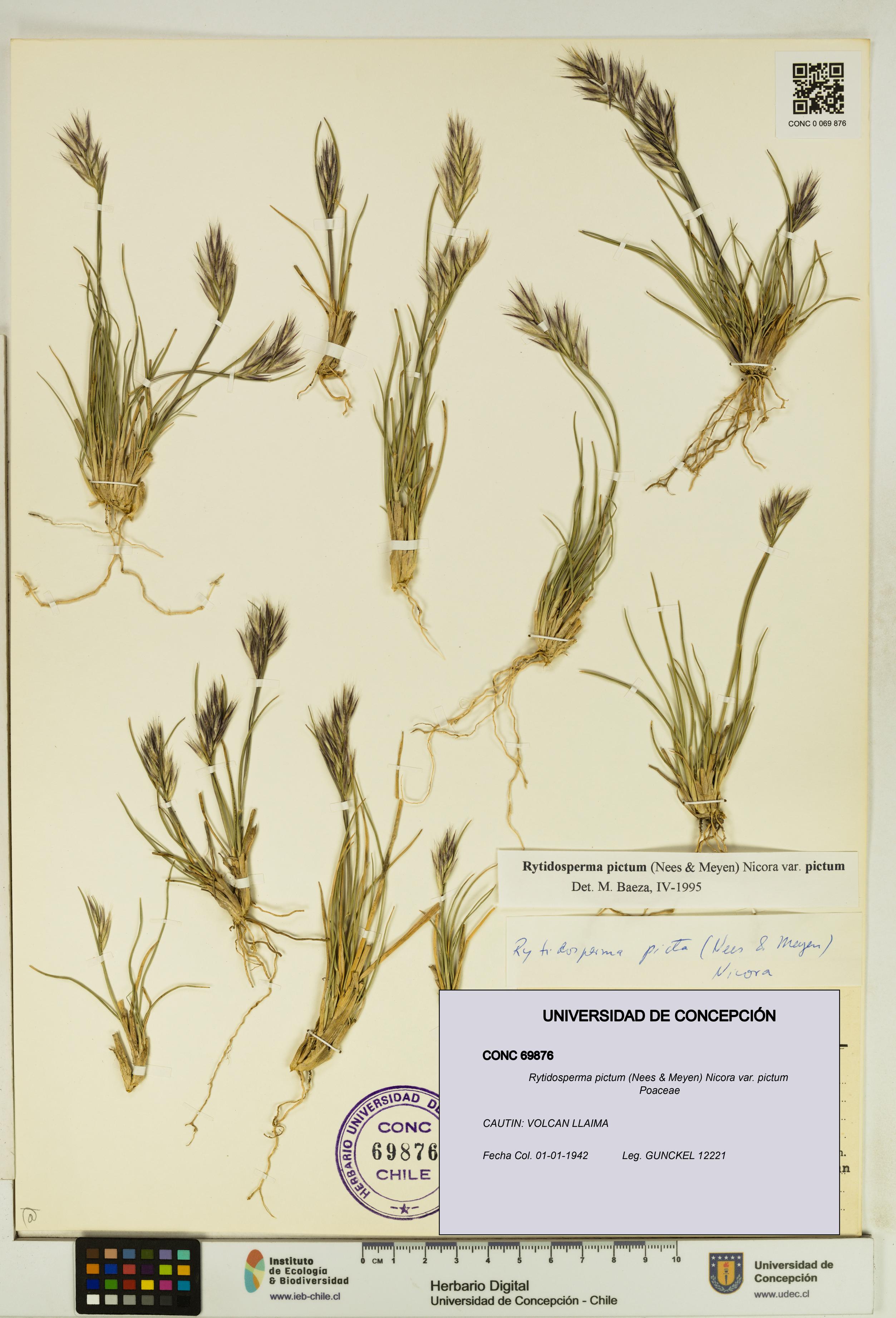 Rytidosperma pictum var. pictum [Espécimen: UDEC:CONC:0069876]