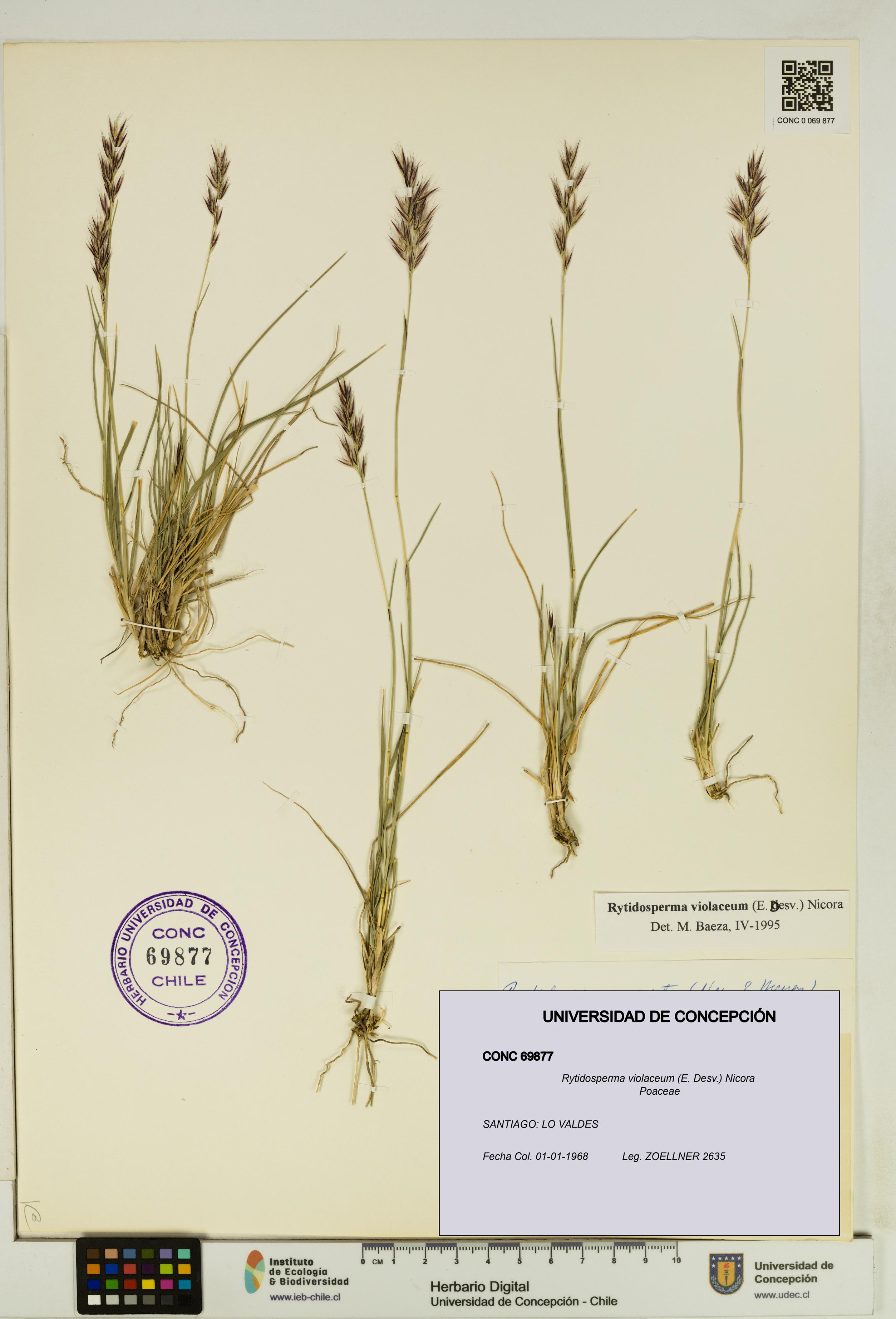 Rytidosperma violaceum [Espécimen: UDEC:CONC:0069877]