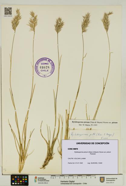 Rytidosperma pictum var. pictum [Espécimen: UDEC:CONC:0069878]