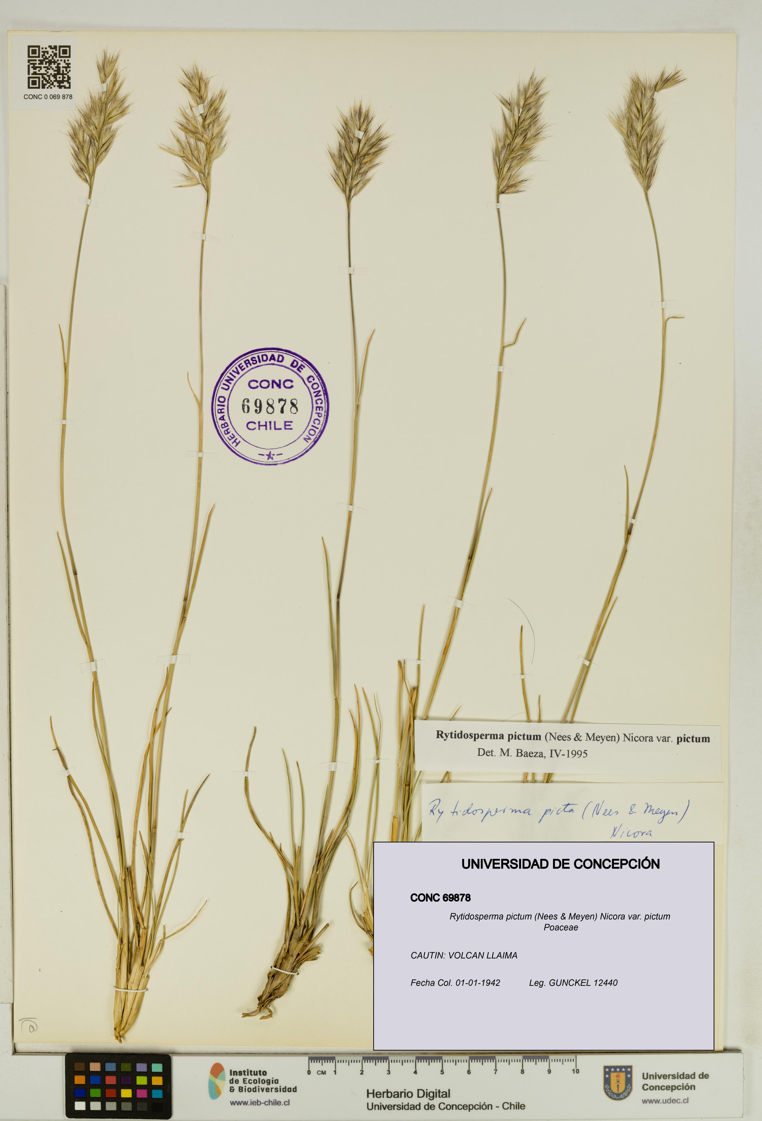 Rytidosperma pictum var. pictum [Espécimen: UDEC:CONC:0069878]